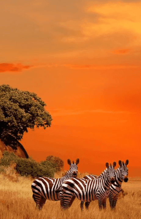 Kenya — Kite et safari